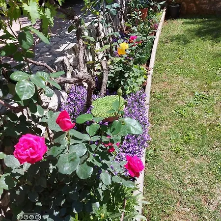 Ljubica *